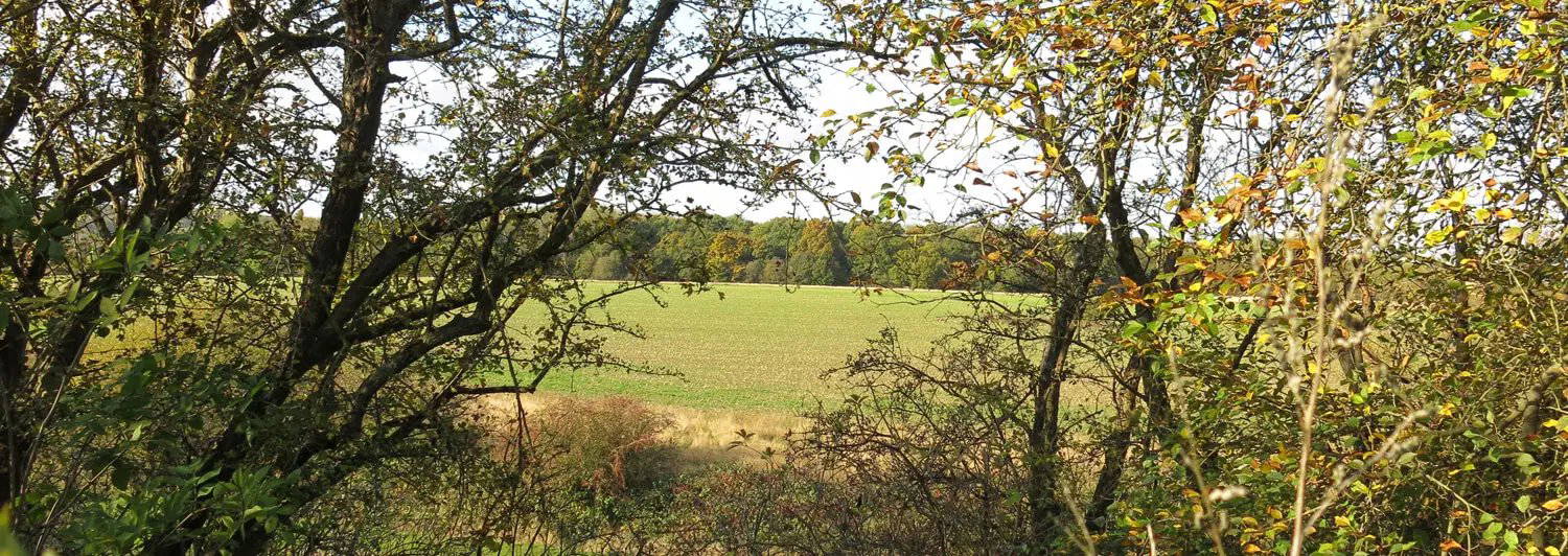 Farmland glimpsed through a hedgerow